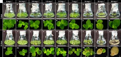 Carbon allocation of Spirodela polyrhiza under boron toxicity